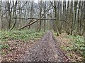 Bridleway passing through Whinkney's Copse in RG25 2NG