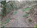 Woodland Track near Raxhayes Farm in EX11 1PQ