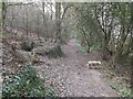Woodland Track near Ware Farm in EX11 1PJ