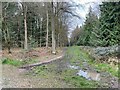 Coniferous plantation within Bushy Leaze Wood in Beech