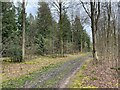 Forest track in Bushy Leaze Wood in GU34 4AE