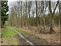 Footpath through Bushy Leaze Wood in GU34 4AE