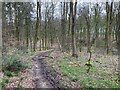 Path through Bushy Leaze Wood in GU34 4AE