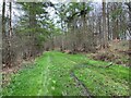 Track in Bushy Leaze Wood in GU34 4AE