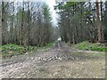 Forest tracks in Bushy Leaze Wood in GU34 4AE
