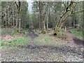 Paths through Bushy Leaze Wood in GU34 4AE