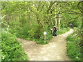 Path forks just north of Chichester Marina in PO20 7BB