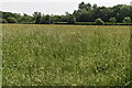 Meadow, Lower Feltham in TW15 1HZ