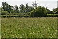 Grassland, Lower Feltham in TW15 1HZ