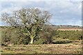 Prominent tree on the edge of Burley Moor in BH24 4HW