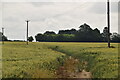 Footpath through wheat in ME17 1SE