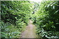 Footpath, King's Wood in Broomfield and Kingswood