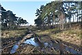 Frozen muddy track on Canford Heath in BH17 9EP
