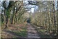 Tree-lined bridleway on edge of Canford Heath in BH11 8TH