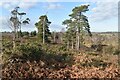 Trees on a ridge on Canford Heath in BH21 3BQ