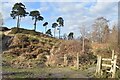 Stile below a ridge on Canford Heath in BH21 3BQ