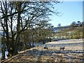 Sheep grazing frosted field by the Avon Water in ML9 3RA