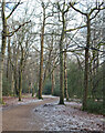 Frosty Forest Walk near Theydon Bois, Epping Forest in CM16 7DP