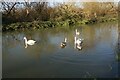 Swan family on the River Stort Navigation in CM22 7PJ
