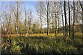 Wetland by the River Stort in CM22 7PJ