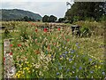 A profusion of wildflowers behind the Bowerhouse Inn in CA19 1TN
