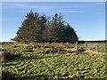 Trees, Bransly Hill in EH42 1SH