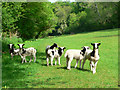 Jacob lambs at Torbryan in TQ12 5UR