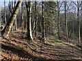 Woodland track, Rossie in PH14 9SH