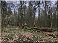 Woodland, Rossie Hill in PH14 9SW