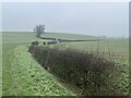 Hedges and farmland in winter, North Hill, Kelby in Culverthorpe and Kelby