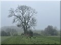 Winter trees on the footpath between Kelby and Culverthorpe in Culverthorpe and Kelby