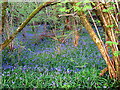 Bluebells in Emborough Grove in BA3 4SE