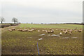 Sheep grazing in winter in Boroughbridge
