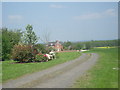 Flowering shrubs beside the driveway to Bank Farm in TF1 2FS