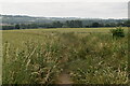 Footpath through wheat in ME17 1LH