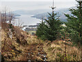 Overgrown forestry track above Killin in FK21 8SJ