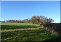 Grassland and woodland near Lythe in YO21 3FQ