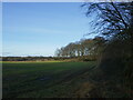 Autumn sown crop and woodland edge in NG20 0BW
