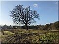 Oak tree at Shobdon in HR6 9PA