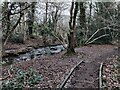 Path and brook in Grace Dieu Wood in LE67 8LX
