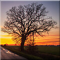 Sunset Tree, Hazeleigh in CM3 6QT