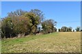 Field edge tree row west of Foxcotte in Charlton (Test Valley)