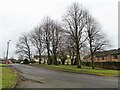 A stand of trees on Beavers Lane in WN8 9PG