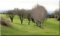 Trees on Llanymynech Golf Course in SY10 8LB