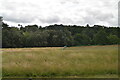 Grassland, Ashburnham Park in TN33 9FW