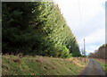 Conifer Plantation in AB52 6XQ