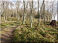 Woodland above Pearsie in DD8 4RN