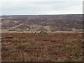 Heather moorland, Hutton Moor in TS14 8ES