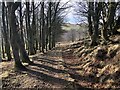 Track and woodland on Meams Hill in DD8 5ET
