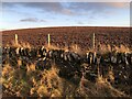 Ploughed field near Noranside in DD8 3RA